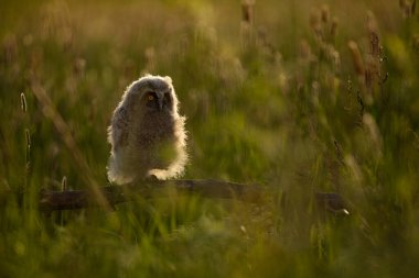Uzun kulaklı baykuş Asio otus çiçekli çayırda akşama doğru.