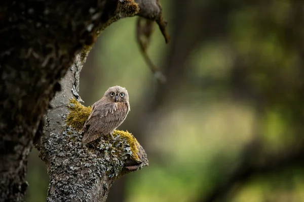 Gewone Scops Uil Otus Scops Uiltje Natuur Habitat Zittend Boomtak — Stockfoto