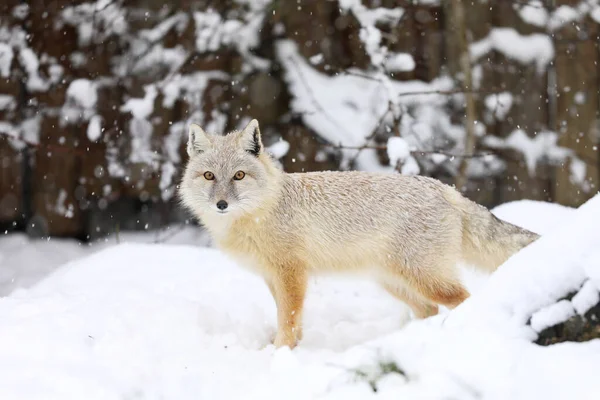 Corsac Fox Vulpes Corsac Hábitat Natural Que Encuentra Estepas Semi — Foto de Stock