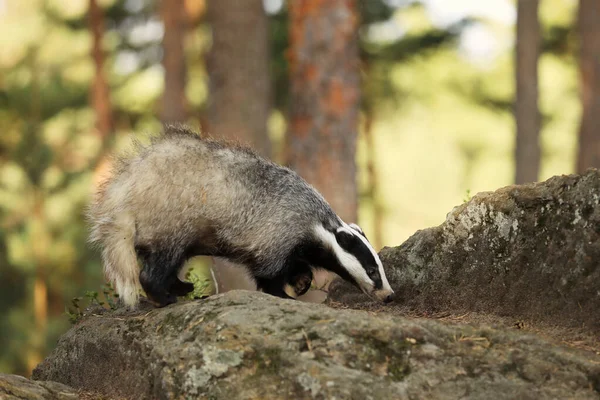 Badger Eropa Meles Meles Berjalan Atas Batu Hutan Musim Panas — Stok Foto