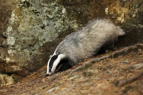 Badger Eropa Meles Meles Berjalan Atas Batu Hutan Musim Panas — Stok Foto