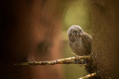 Baykuş Yarası, Otus yarığı, doğal yaşam alanında küçük baykuş, ağaçta oturuyor, arka planda orman var. Doğadan vahşi yaşam sahnesi