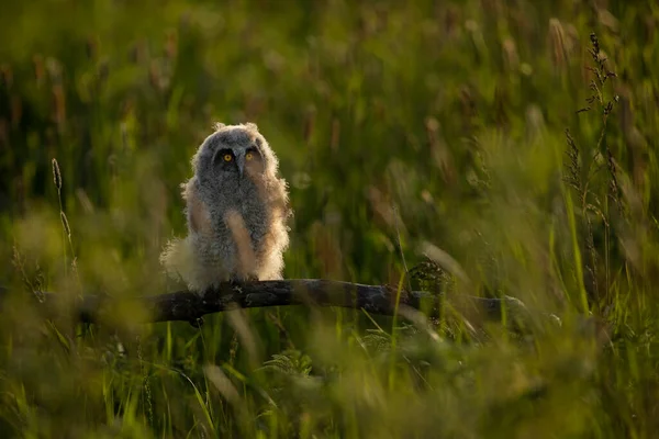 Uccellino Gufo Dalle Lunghe Orecchie Asio Otus Sul Prato Fiorito — Foto Stock