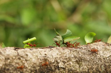 Erkek geyik böceği, Lucanus cervus Avrupa 'daki en büyük böcektir.