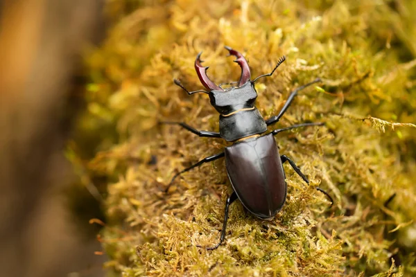 Male Stag Beetle Lucanus Cervus Old Tree Trunk Biggest Beetle — Stock Photo, Image