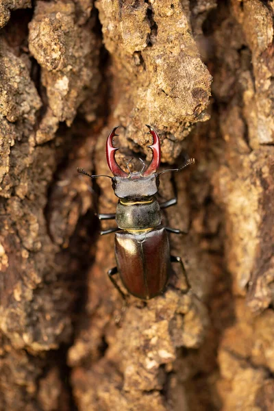 Male Stag Beetle Lucanus Cervus Old Tree Trunk Biggest Beetle — Stock Photo, Image