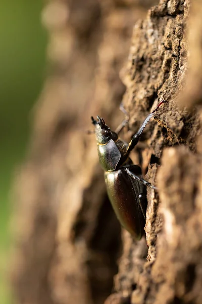 Mężczyzna Jeleń Lucanus Cervus Starym Pniu Jest Największym Chrząszczem Europie — Zdjęcie stockowe