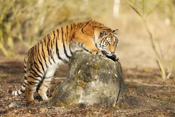 Yazın Vahşi Taygada Zıplayan Sibirya Kaplanı Rusya Panthera Tigris Altaica — Stok fotoğraf