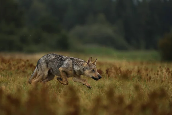 Vlčí Mládě Pobíhající Kvetoucí Trávě — Stock fotografie