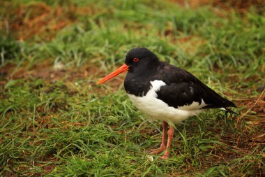Avrasya İstiridye Yakalayıcısı - Bahar tüylerinde Haematopus ostralegus Heligoland, Almanya 'da yiyecek arıyor