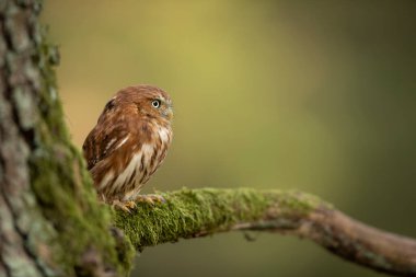 Pigme Baykuş, açık orman arka planına sahip ağaç dalında oturuyor. Avrasya teneke kuşu yaşam alanında. Yosun dalındaki güzel kuş. Vahşi doğadan vahşi yaşam sahnesi.