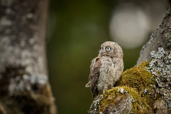 常见的扇贝猫头鹰 Otus扇贝 自然界栖息地的小猫头鹰 栖息在树枝上 背景为森林 保加利亚 大自然的野生动物场景 — 图库照片