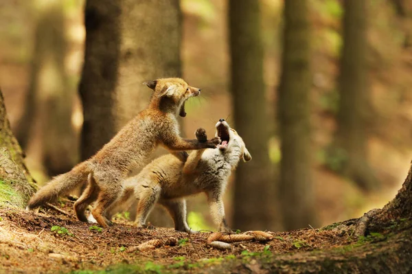 Dois Cubos Raposa Vermelha Jogando Floresta Manhã Verão Vulpes Vulpes — Fotografia de Stock