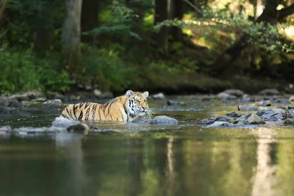 Sibirya Kaplanı Panthera Tigris Dicle Amur Kaplanı Panthera Tigris Altaica — Stok fotoğraf