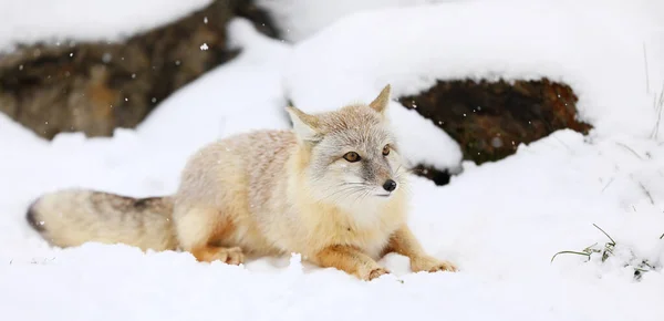 Corsac Fox Vulpes Corsac Hábitat Natural Con Presas Encontrado Estepas — Foto de Stock