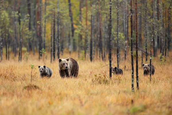 Medvědí Rodina Oranžovém Podzimu Štěňata Matkou Medvěd Hnědý Herec Ursus — Stock fotografie