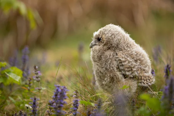 Tawny Owl Strix Aluco Juvenile Just Out Nest Czech Republic — Stock Fotó