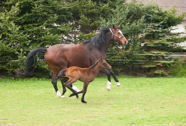 夏の日に牧草地でジャンプするための馬の品種のブラウンマーレと運命 — ストック写真