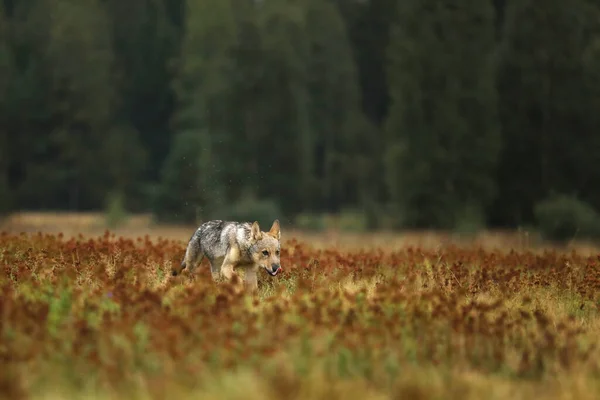Wolf Cub Running Blossom Grass — стоковое фото