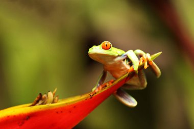 Panama ve Kosta Rika sınırında kırmızı gözlü ağaç kurbağası. Tropikal yağmur ormanlarında. Canlı renkleri ve büyük gözleri olan sevimli bir gece hayvanı. 