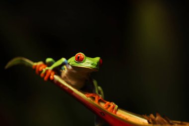 Panama ve Kosta Rika sınırında kırmızı gözlü ağaç kurbağası. Tropikal yağmur ormanlarında. Canlı renkleri ve büyük gözleri olan sevimli bir gece hayvanı. 