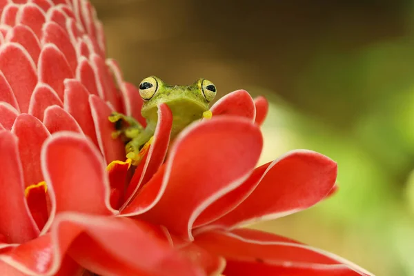 Teratohyla Spinosa Tüskés Üvegbéka Apró Kétéltűek Vörös Virággal Természetben Béka — Stock Fotó