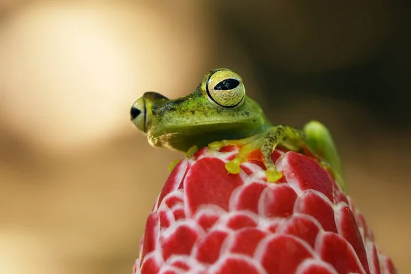 Teratohyla Spinosa Grenouille Verrière Épineuse Amphibien Minuscule Fleur Rouge Dans — Photo