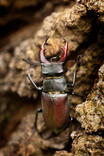 Male Stag Beetle Lucanus Cervus Enlarge Mandible Biggest Beetle Europe — Zdjęcie stockowe