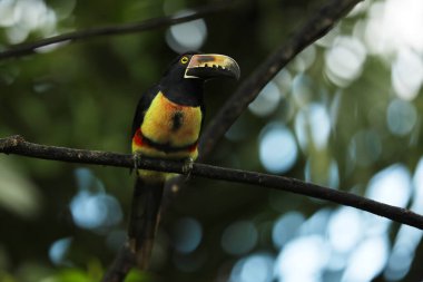 Yakalı Aracari, Pteroglossus torquatus, büyük gagalı kuş. Toucan ormanın güzel bir dalında oturuyor, Boca Tapada, Costa.