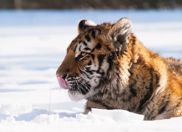 Siberische Tijger Panthera Tigris Altaica Wildlife Scene Met Gevaarlijk Dier — Stockfoto
