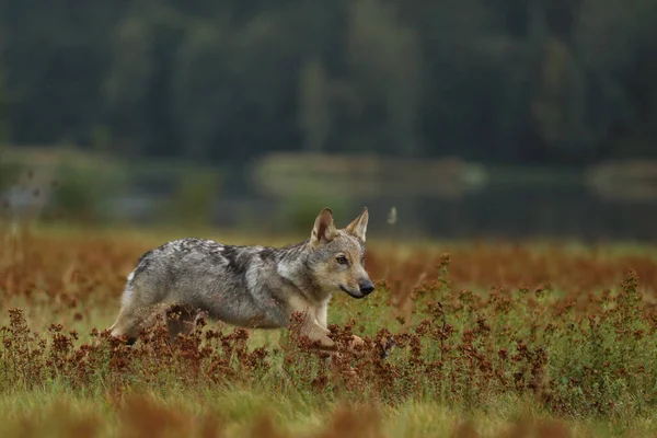 Wolf Cub Running Blossom Grass — стоковое фото