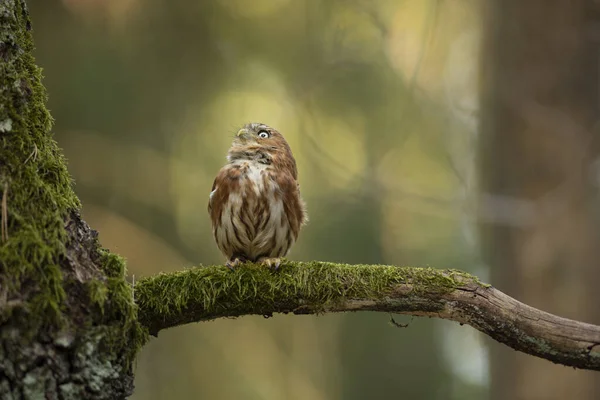 Pygmy Owl Sitting Tree Branch Clear Forest Background Eurasian Tinny — Zdjęcie stockowe