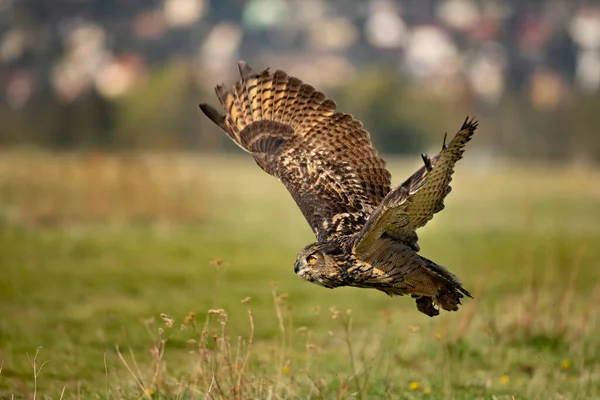 Eurasian Eagle Owl Bubo Bubo Ambiente Natural Cena Vida Selvagem — Fotografia de Stock