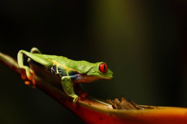 Panama ve Kosta Rika sınırında kırmızı gözlü ağaç kurbağası. Tropikal yağmur ormanlarında. Canlı renkleri ve büyük gözleri olan sevimli bir gece hayvanı. 