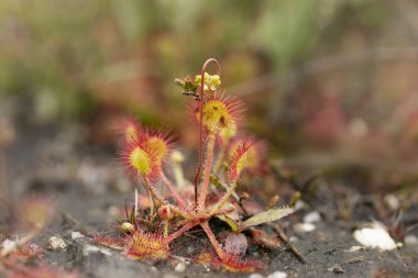 Yuvarlak yapraklı Sundew bitkisi, Drosera rotundifolia, Çek Cumhuriyeti 'nin bataklıklarında yetişiyor.