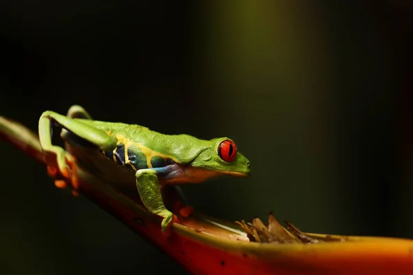 Punasilmäinen Sammakko Kukassa Rajalla Panama Costa Rica Trooppisessa Sademetsässä Söpö — kuvapankkivalokuva