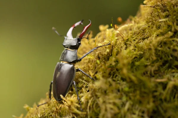 Male Stag Beetle Lucanus Cervus Enlarge Mandible Mossy Tree Largest — Stock Photo, Image