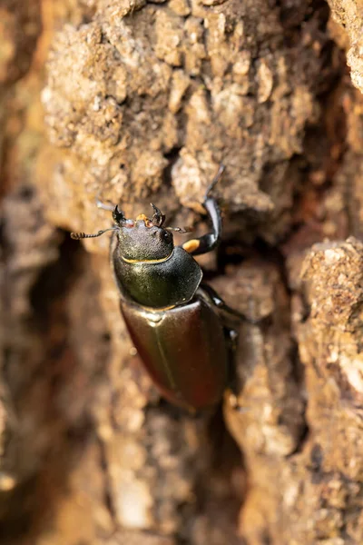 Female Stag Beetle Lucanus Cervus Old Tree Trunk Biggest Beetle — Stock Photo, Image