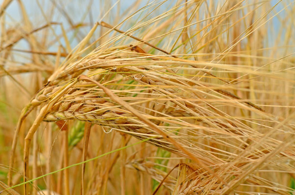 Пшеничные шипы после дождя
