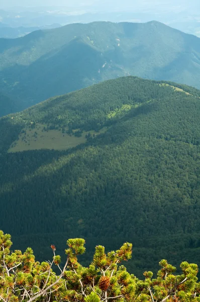 モミ針葉と森林の丘 — ストック写真