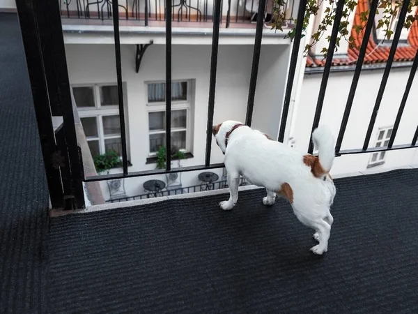 Malý Pes Jack Russel Teriér Při Pohledu Balkónu Dole Ulici — Stock fotografie