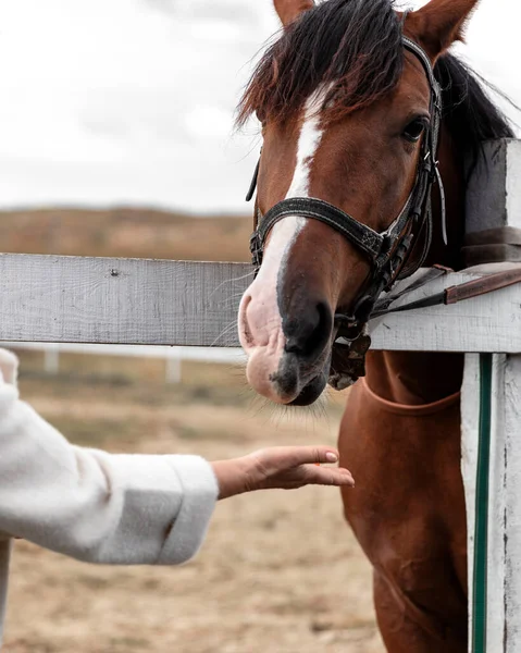 Starsza Kobieta Komunikuje Się Końmi Zwierzę Czeka Jedzenie — Zdjęcie stockowe