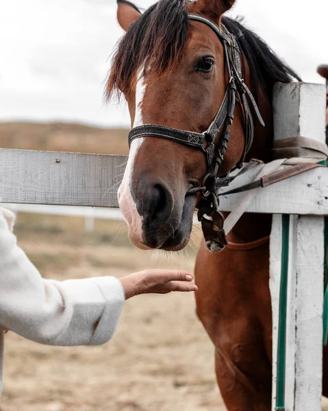 Starsza Kobieta Komunikuje Się Końmi Zjadanie Zwierząt Ręki Osoby — Zdjęcie stockowe