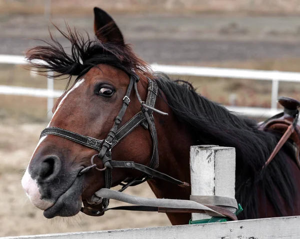 Ahırda yarış saatinin portresi. Hayvanlar kurtulmaya çalışıyor..
