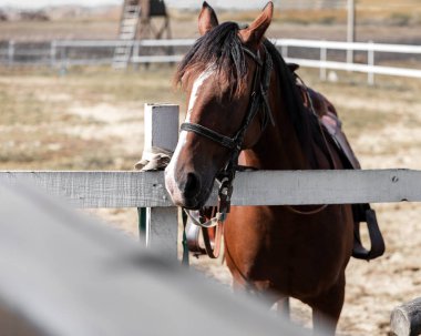 Yarış sahasının portresi yaz günü ahırda hazır bulundu.