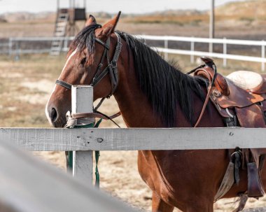 Yarış pistinin yarım yüzlü portresi yaz günü ahırda hazır bulundu.