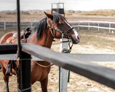 Yaz günü ahırda, kahverengi bir yarış atı portresi.
