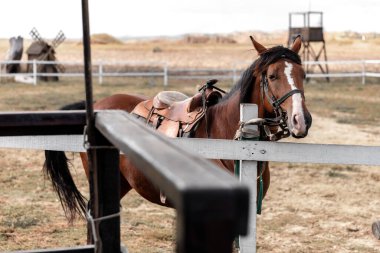 Yarış sahasının portresi yaz günü ahırda hazır bulundu.