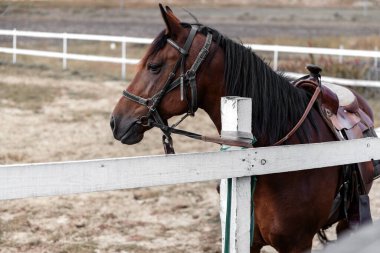 Sol taraftaki yarış pistinin portresi, yaz günü ahırda bir saat oturmuştu..