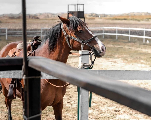 Yaz günü ahırda, kahverengi bir yarış atı portresi.